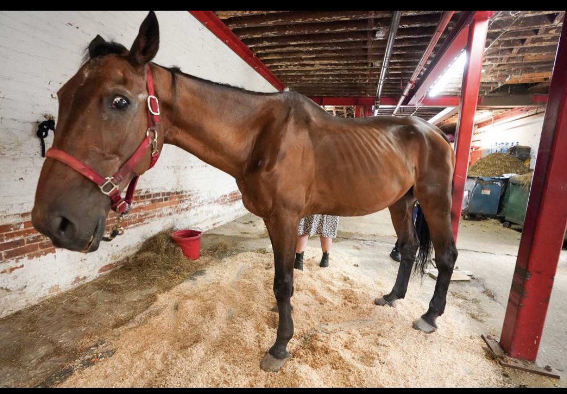 nyclass's tweet image. 🚨ABUSE: Ryder, the horse who collapsed in Midtown, is in a desperate state right now, stuck inside a stable with his abusers and no real vet care. 

@NYPDPaws needs to investigate now - we believe animal cruelty laws have been violated. Release Ryder to a waiting sanctuary!
