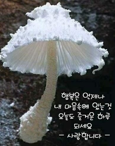 오랫동안 꿈을 그리는 사람은
마침내 그 꿈을 닮아간다.