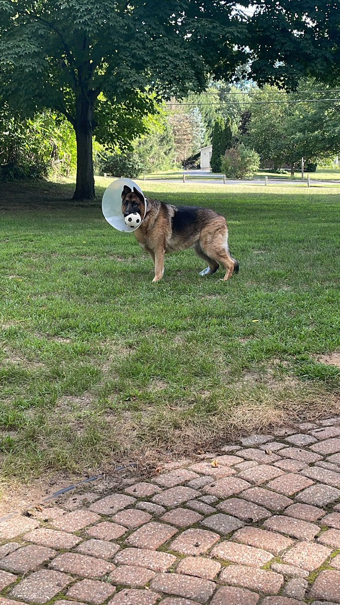 Still got me cone …. Getting better by the day 🤞💙