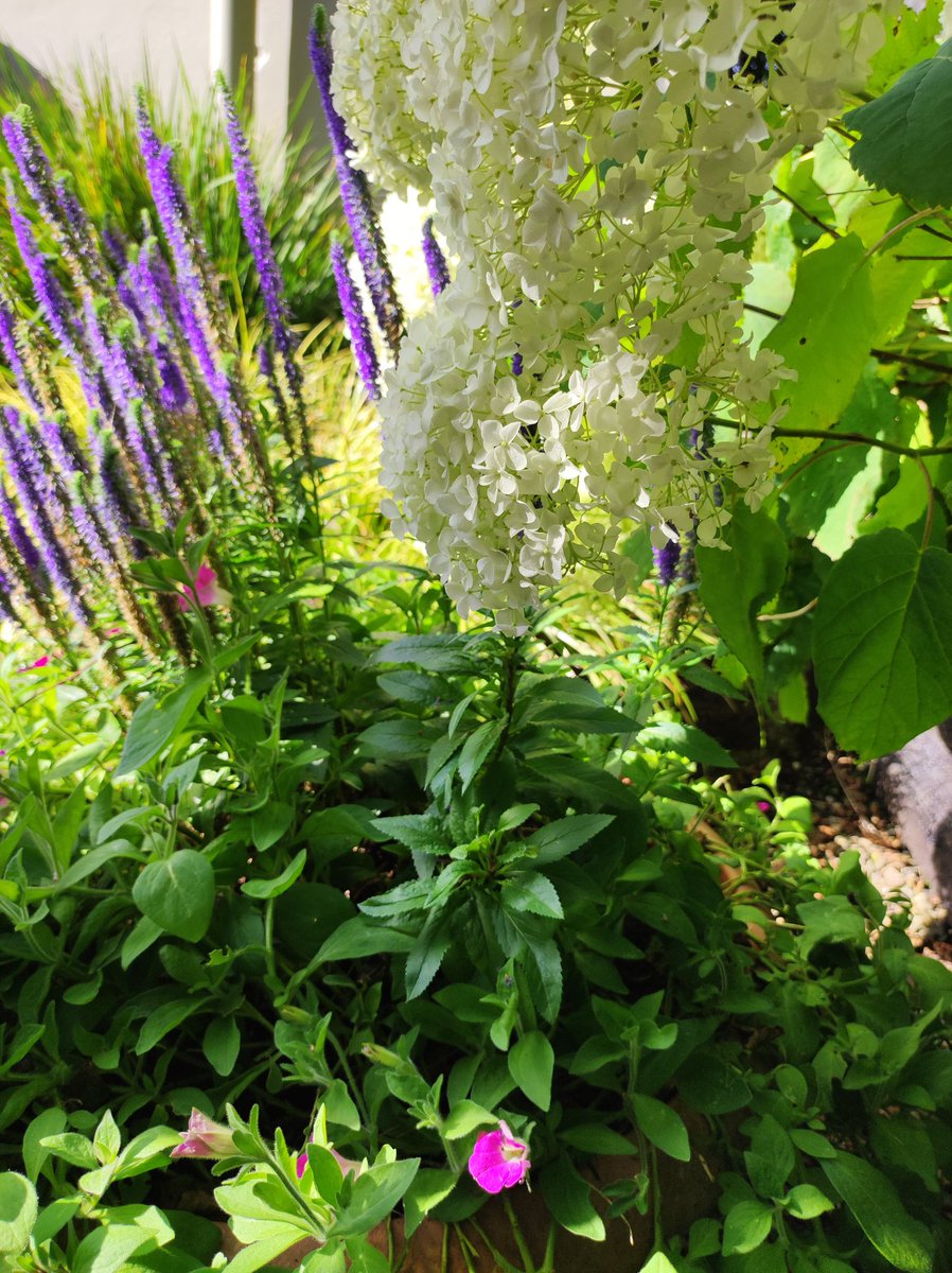 .. August sunshine..
#lisdoonvarna
#burren
#clare
#irishgardens 💚🌿