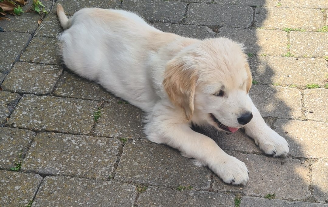 RoscoRetriever's tweet photo. It is too HOT!!! #hotdogs #dogsinsummer #puppy https://t.co/vTek7rQbza