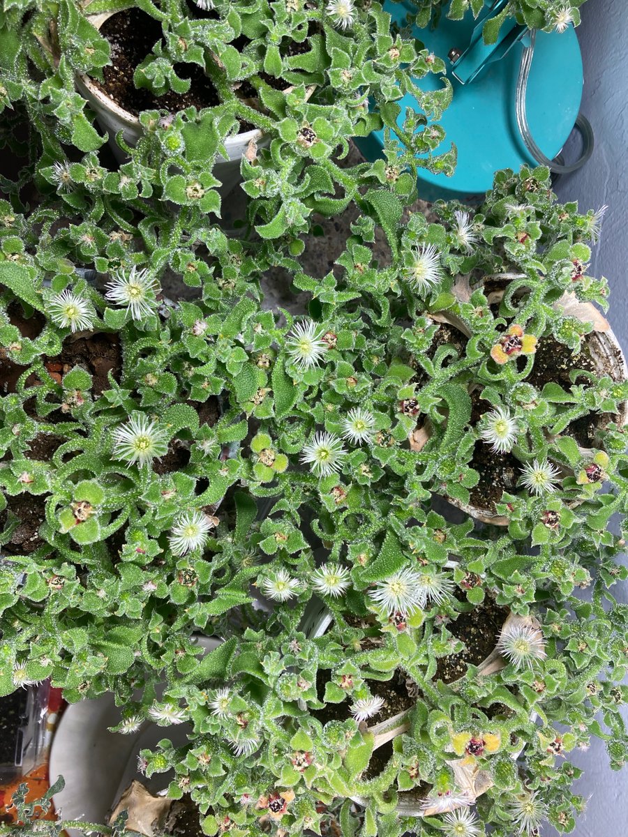 Noeperron01's tweet photo. Hello twitter! Meet the common ice plant, which is arguably one of the coolest #plants on the planet (no pun intended!) (1/12) https://t.co/mdvG0OqK09