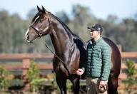 HallPania's tweet photo. So excited to see these two on Sunday @YulongInvestme1 #stallionparade #WrittenTycoon #Grunt https://t.co/OqfjH3EE2I