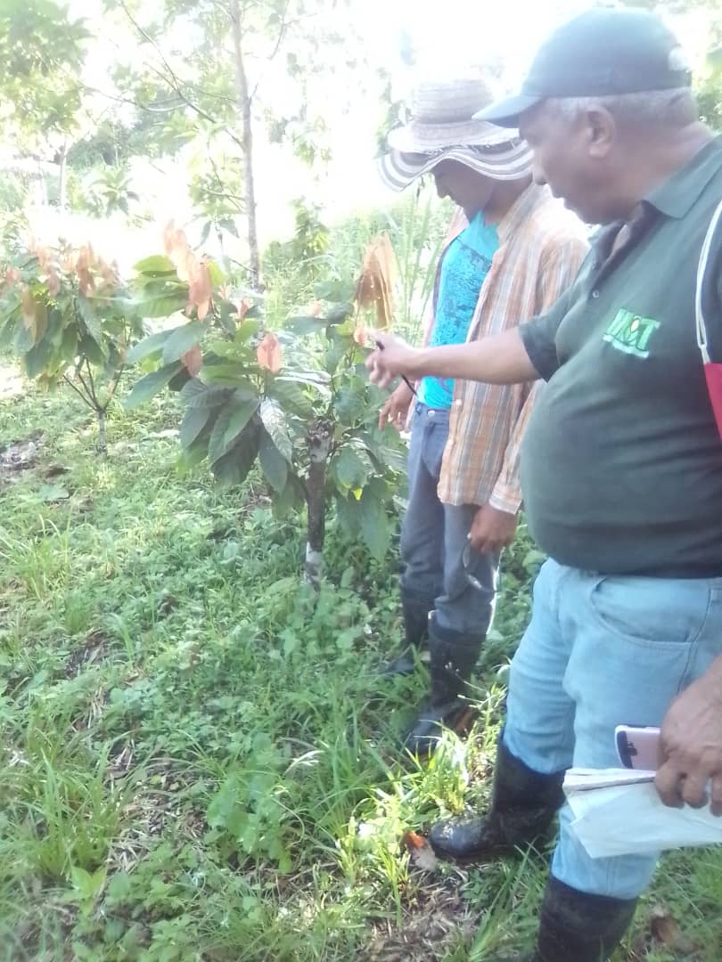 Vmgv2000manuel's tweet photo. #VenezuelaEnDesarrollo   Revisando el método de injerto de las plantas de cacao🤝🚩🚩 https://t.co/pb5Xk4O3aN