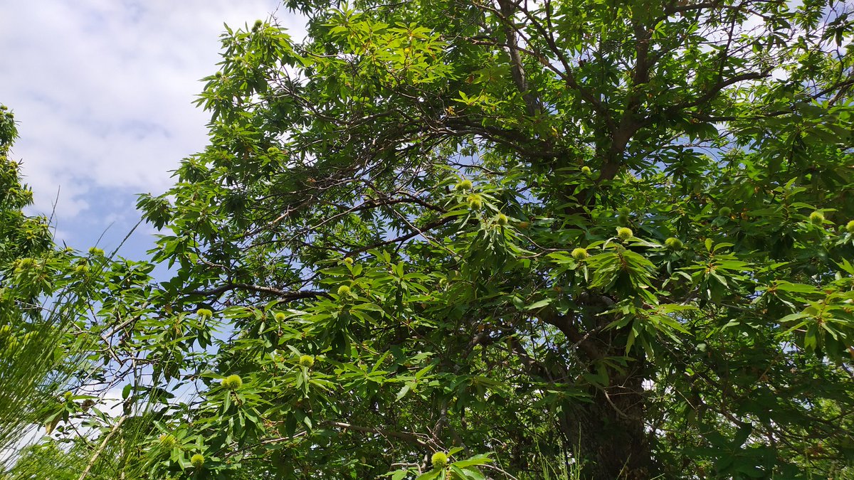 #castagne #castagni #monteamiata