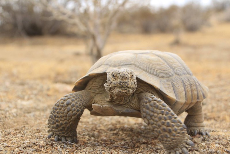 BLMca's tweet photo. The Kingston Range Wilderness is an ecological transition zone between the Great Basin and Mojave Desert with numerous species of flora and fauna. 🌿The wilderness is also botanically one of the most diverse areas in the #CAdesert. #RecreateResponsibly
https://t.co/5S8xj9VtNY https://t.co/E3R3gh121U