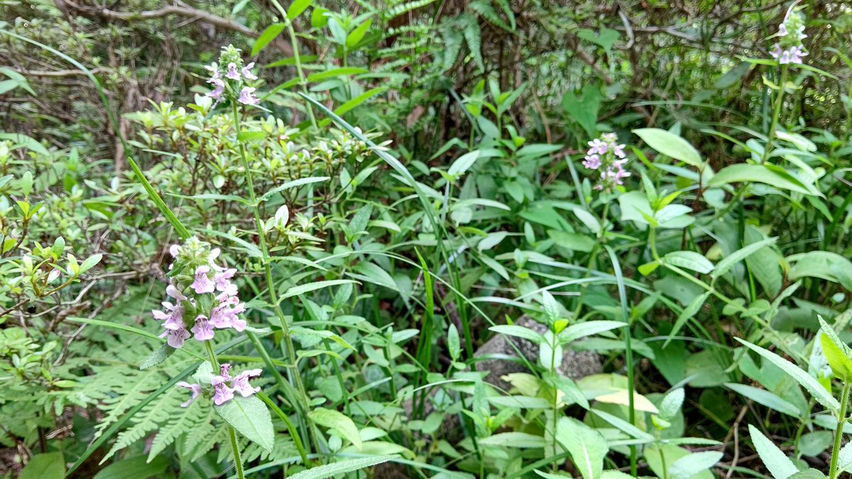 犬胡麻 イヌゴマ シソ科特有の花を咲かせる 花の後に黒い実をつけ それが胡麻に似ているが食べれないな為この名に また姿が 千代呂木 チョロギ に似ているが食用に出来ないため別名 チョロギダマシ By ちびちゃ Edayfm