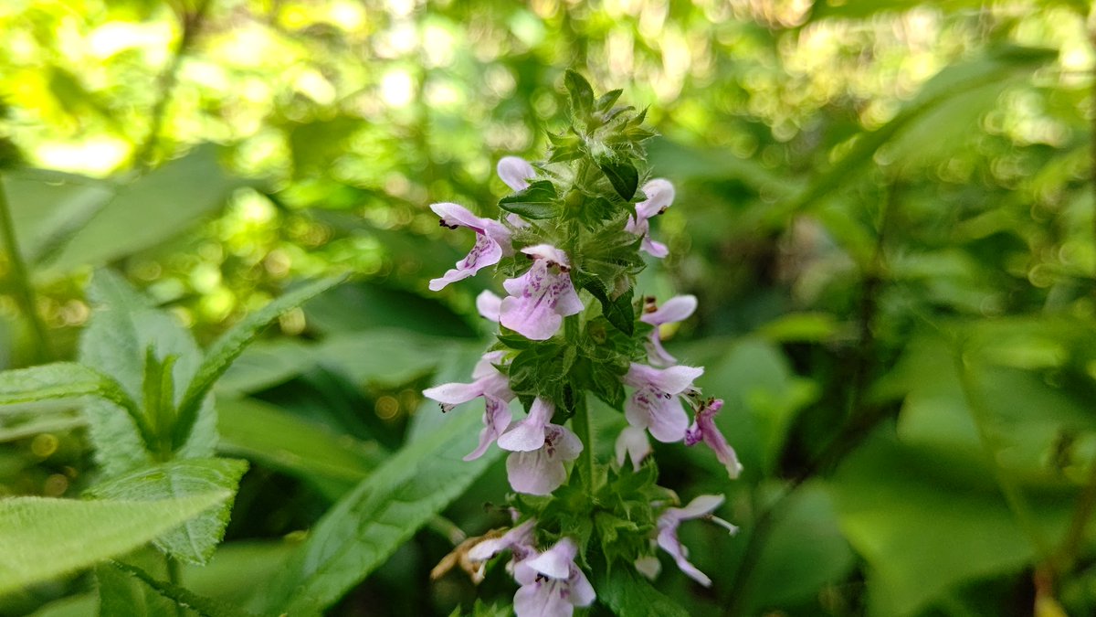 犬胡麻 イヌゴマ シソ科特有の花を咲かせる 花の後に黒い実をつけ それが胡麻に似ているが食べれないな為この名に また姿が 千代呂木 チョロギ に似ているが食用に出来ないため別名 チョロギダマシ By ちびちゃ Edayfm