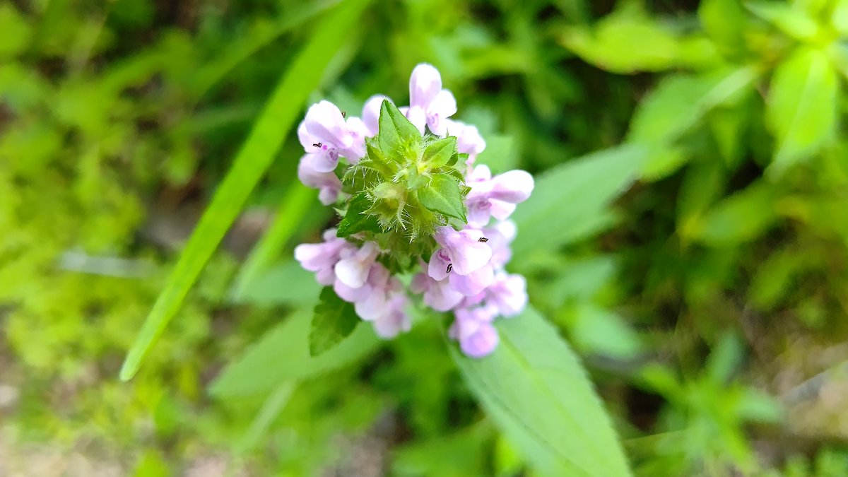 犬胡麻 イヌゴマ シソ科特有の花を咲かせる 花の後に黒い実をつけ それが胡麻に似ているが食べれないな為この名に また姿が 千代呂木 チョロギ に似ているが食用に出来ないため別名 チョロギダマシ By ちびちゃ Edayfm