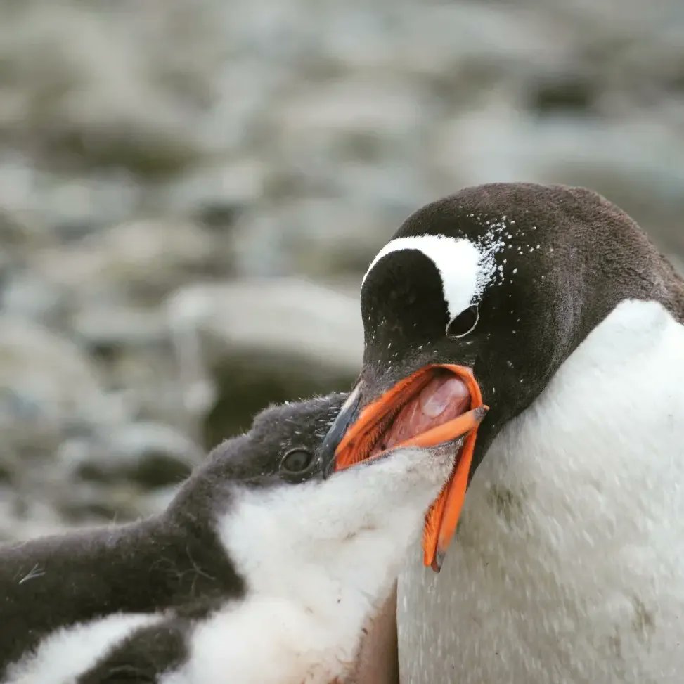 Stand in ovation and #Krillebration for the #antarctic #krill! It is a key and central species on marine antarctic ecosystems being food for almost every species, from fishes to whales. #WorldKrillDay @MilenioBASE @inach_gob