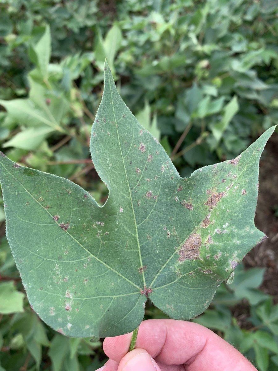 Areolate mildew starting to show up on some cotton in east Georgia. If at least a month from defoliation, a fungicide can help.