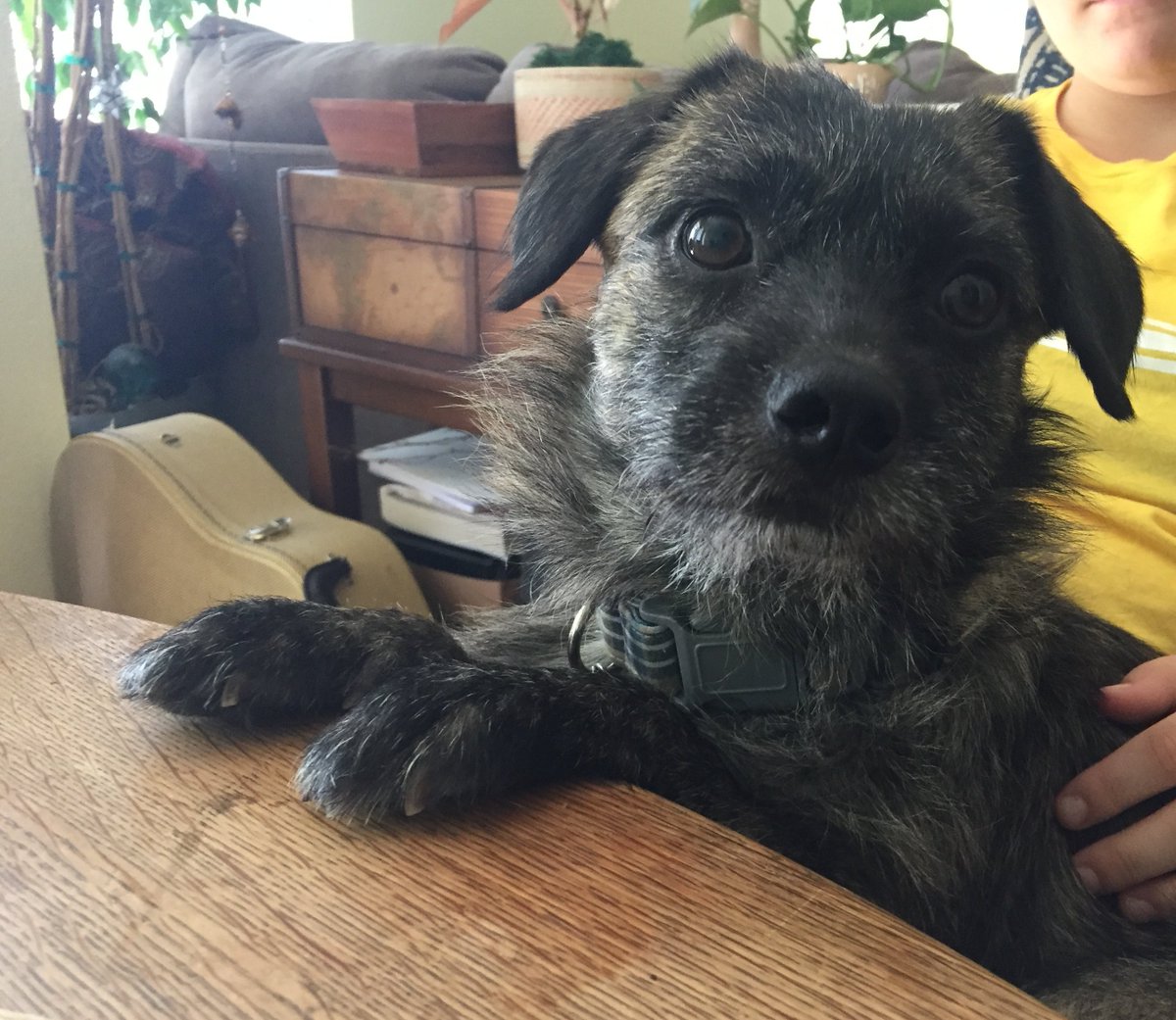 cheryl_bk's tweet photo. Meet Jasper the Adorable

He was rescued from a hoarder's home &amp; hops on 3 legs from an old injury that wasn't treated. He would really love some help getting the $6500 operation to walk properly again.

Pls help share  https://t.co/72NQhXaoUV

@dog_rates #DogsOnTwitter #dogs https://t.co/o45Rl8XE1R