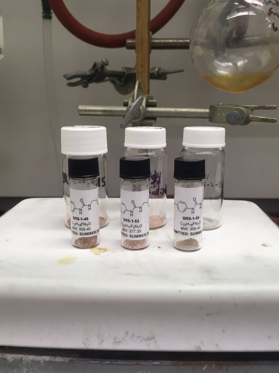 Stella Rose Schneeberg tweet media