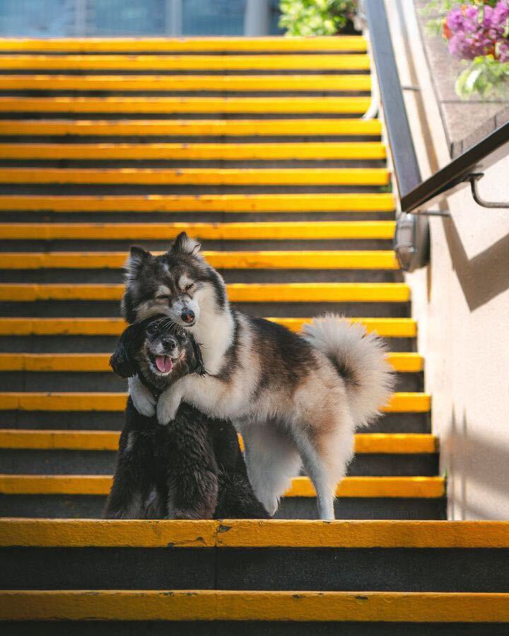 dog_rates's tweet photo. This is Miya and Kiyo. You never know when someone might need a hug, so Miya tries to be proactive about it. Kiyo stays available for quality control. 13/10 for both https://t.co/mVRGrF9hv0