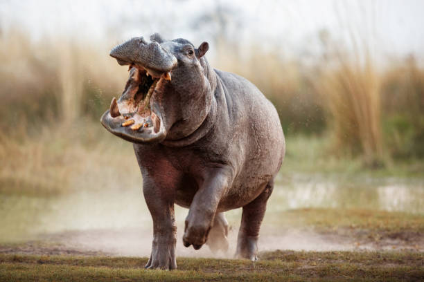 Norevoge's tweet photo. Hippos are the meth heads of the animal world. Bad teeth and never mess with them. https://t.co/Ot0W9Jdd89