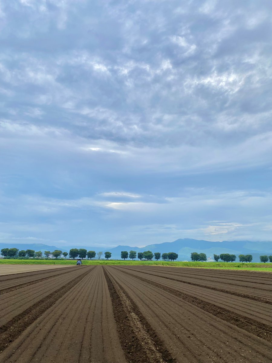 shitofarm's tweet photo. 昨日から今季のにんじん植え付けを始めました！
毎日暑くて参っちゃいますが、夏の早朝の空気感は涼しくて好きです😊 https://t.co/oXn3KXmD6M