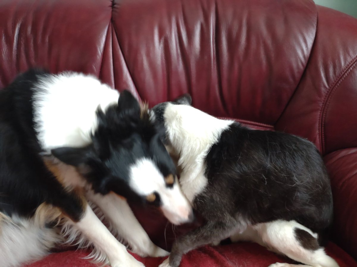 JimmyCarter_UK's tweet photo. On Tuesday 9th Aug 2022 at 5:18pm I had to say goodbye to Roxie after 16 wonderful years! fly high sweet girl and RIP 🌈🐾 https://t.co/oxIVnBHFB9