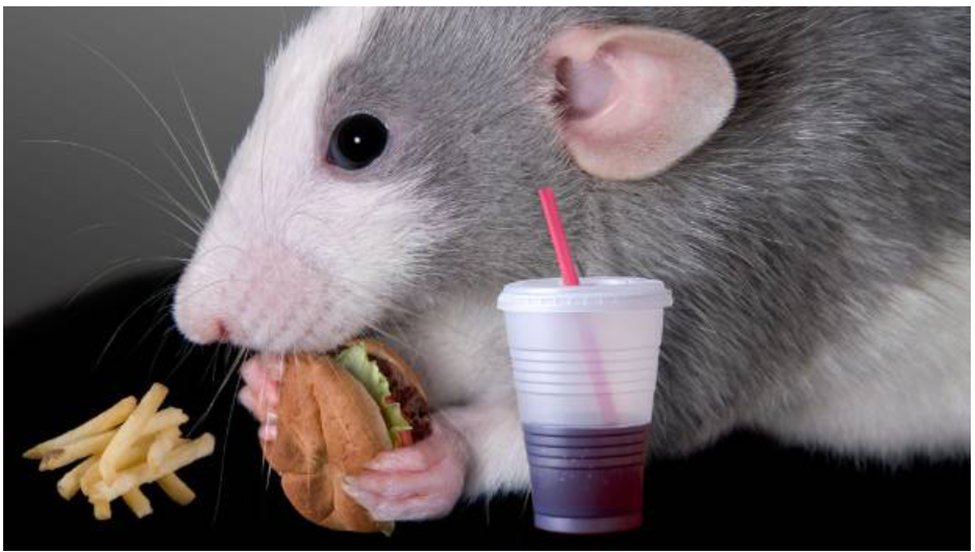 We suggest that this could be a novel mechanism explaining how parallel activation of fat and sugar reward circuits transmits the internal drive to consume obesogenic foods. (image credit resources.stuff.co.nz)