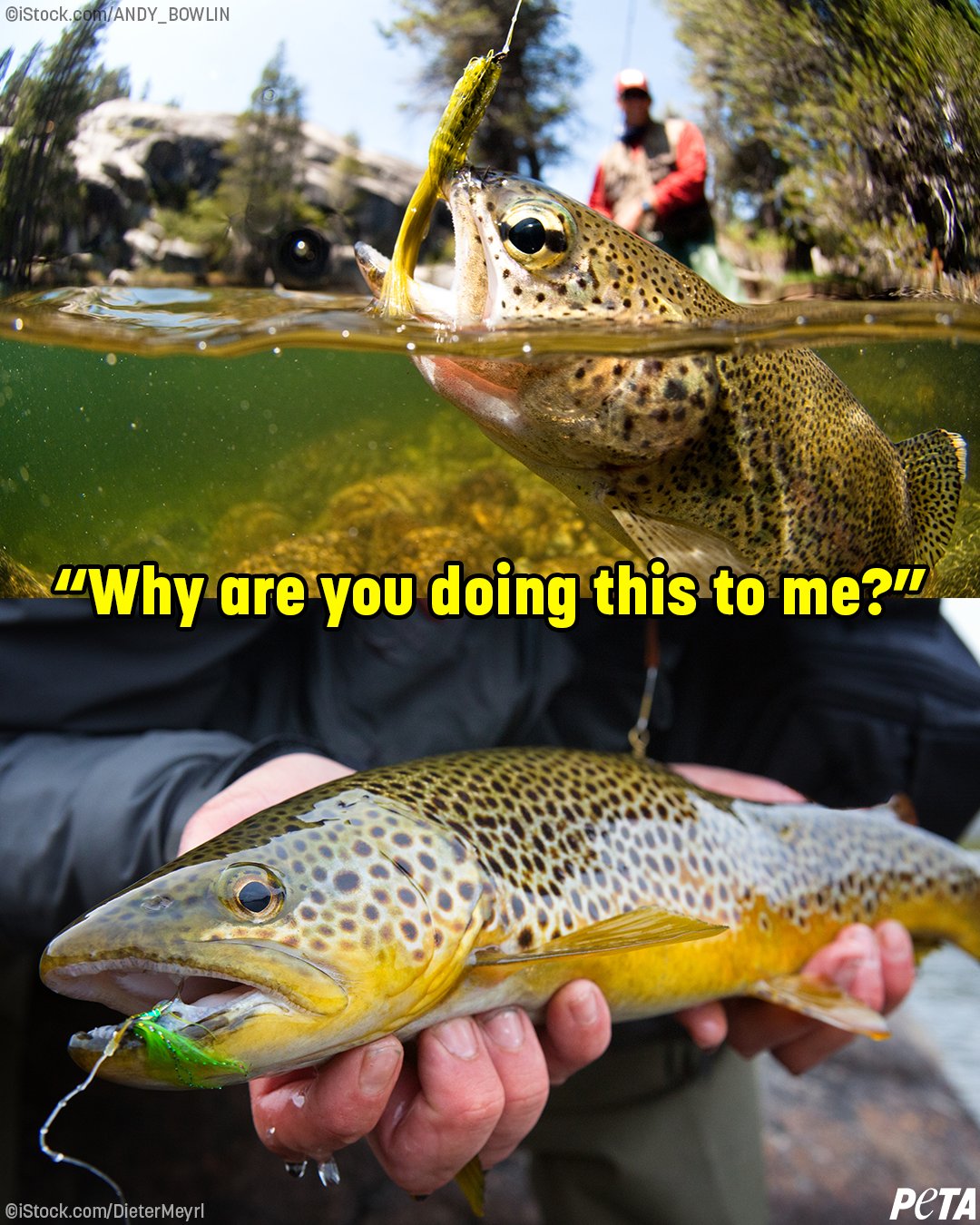 PETA on Twitter "Make no mistake about it, fishing absolutely hurts