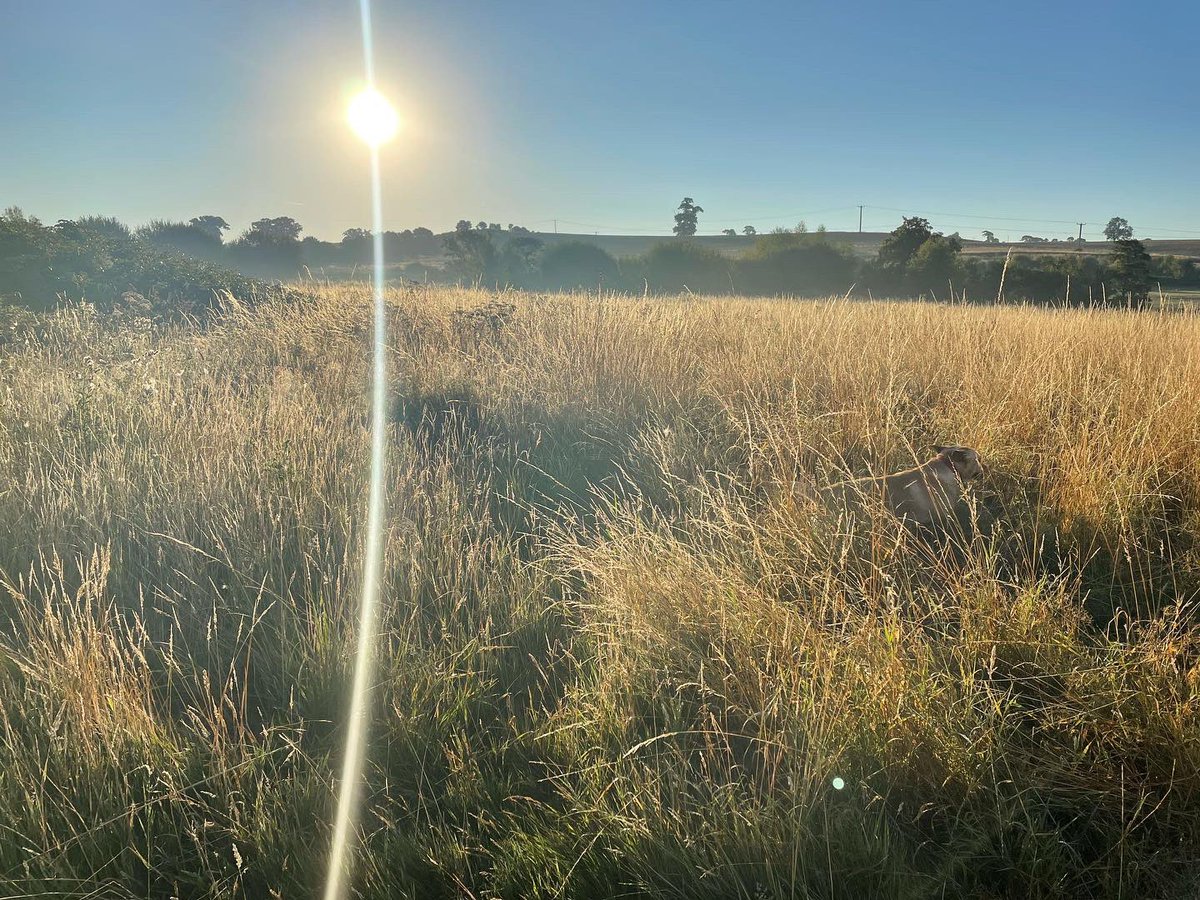 deanor408's tweet image. Where’s Jack?? Can you find our dog in these pictures? 😃 #jackthelab #findthedog