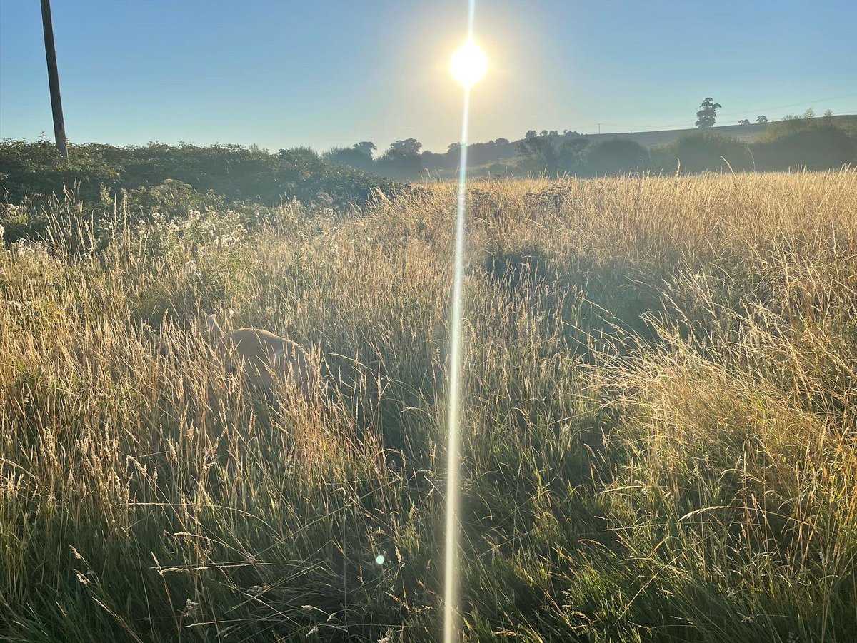 deanor408's tweet image. Where’s Jack?? Can you find our dog in these pictures? 😃 #jackthelab #findthedog