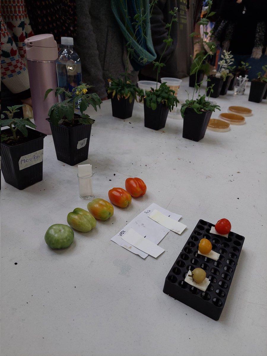 florchirodri's tweet photo. Un poco de lo que fue la #SemanadelaBiologia2022 en 📍FCEN UBA📍. En nuestro stand 🌱Plantando Genes🌱 le mostramos a alumnos de secundaria con que trabaja un biólogx molecular de plantas usando las 3 plantas modelo: Arabidopsis, Nicotianas y Tomates Micro-Tom. 🧬💪 https://t.co/xTS6eEf7Bp