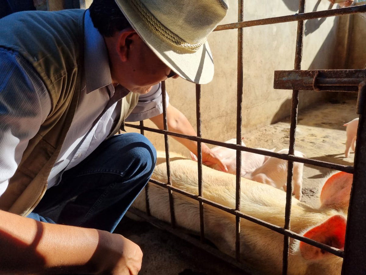 EdgarPary71's tweet photo. Visitamos nuestra #UNIBOL Quechua "Casimiro Huanca", ubicado en la localidad de #Chimoré, del departamento de #Cochabamba, inspeccionamos los módulos productivos de crianza de ganado porcino y ganado vacuno. https://t.co/3tba6xsLH5