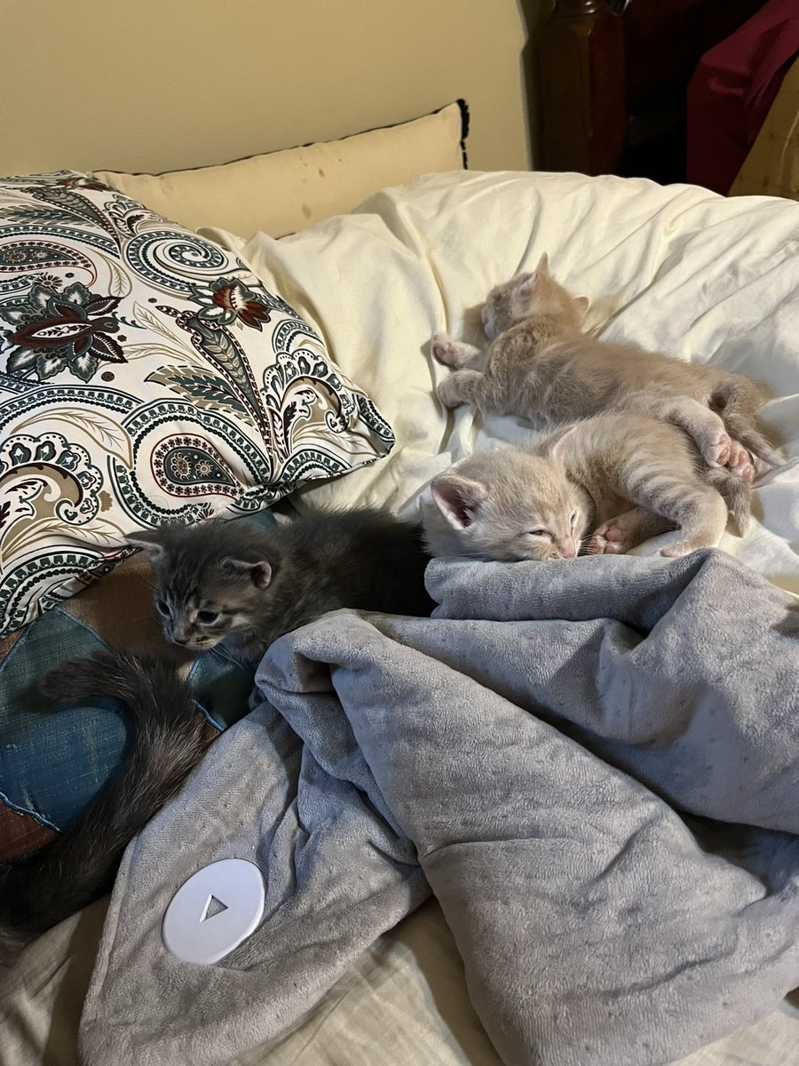 uhrapmon's tweet photo. kitten updates https://t.co/ooxjMRJSis