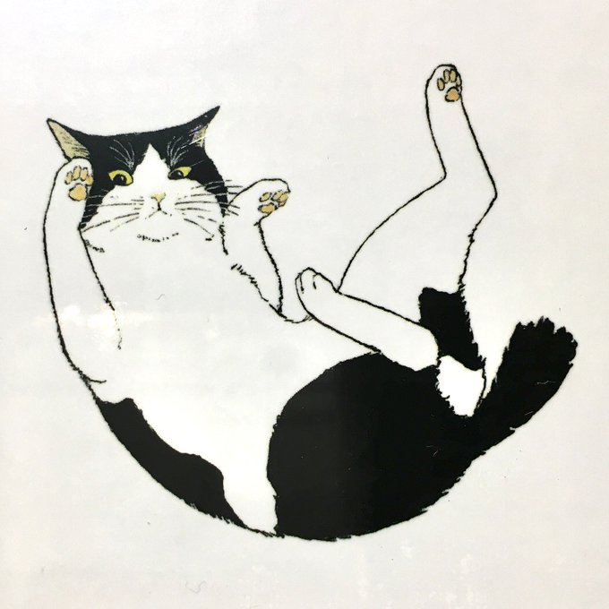 「ノラネコの研究」という絵本があるんですけど
裏表紙のハチワレが可愛い 