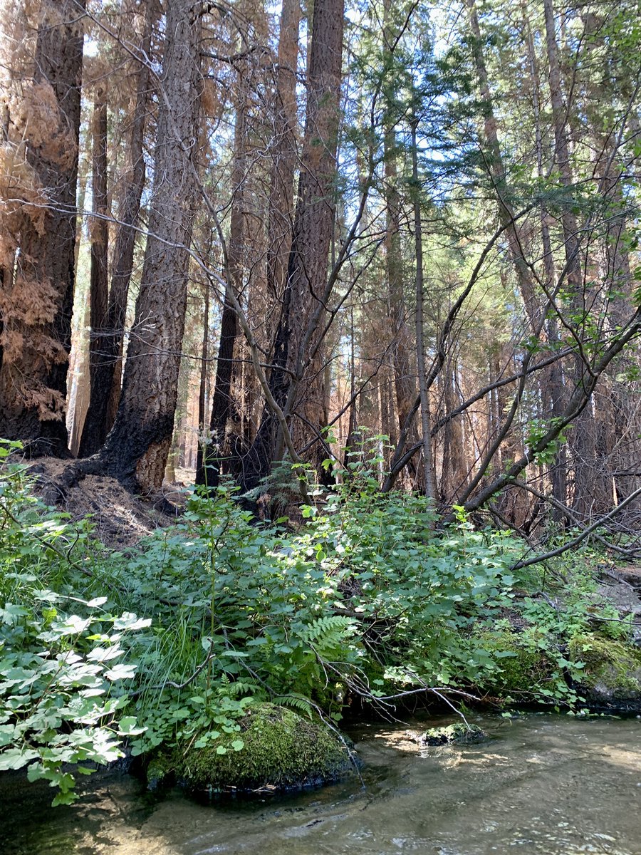 Trout creek roughly one year post #CaldorFire. There still is a surprising amount of ash on the stream banks…