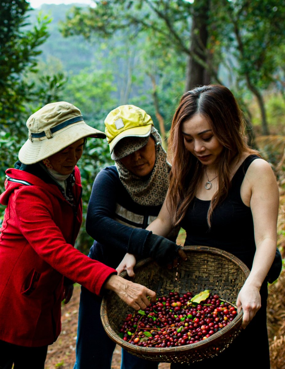 With the right blend of temperature, rainfall, and humidity, we harvest and roast our single-origin coffee beans in Central highlands of Vietnam to bring you a taste of Vietnam in every bottle of Omni Bev ✨