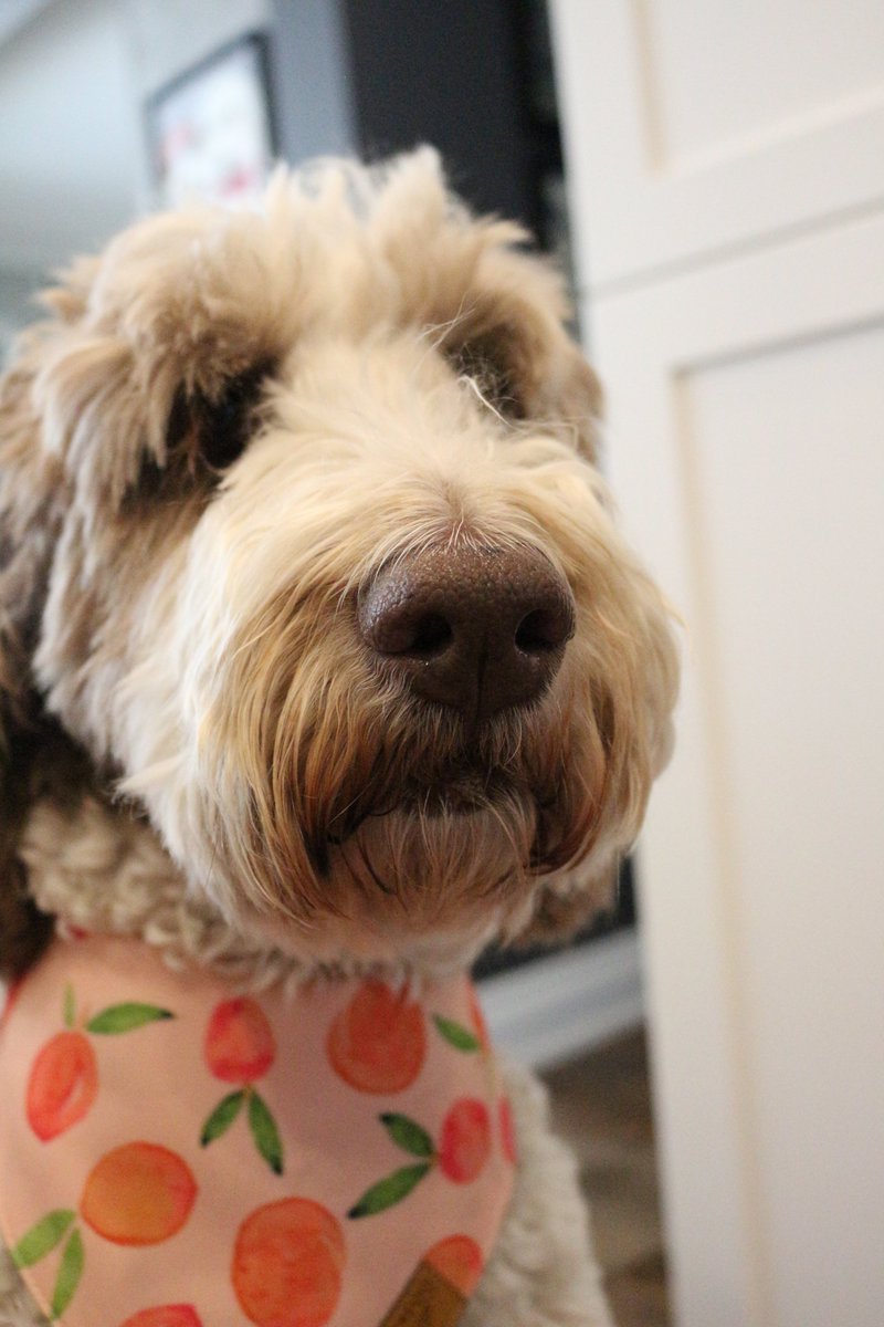 DoodleNessa's tweet image. My life got me like "I feel like I'm already tired tomorrow"...
#DogsOnTwitter 
#LifeWithHumans
#dogsoftwitter