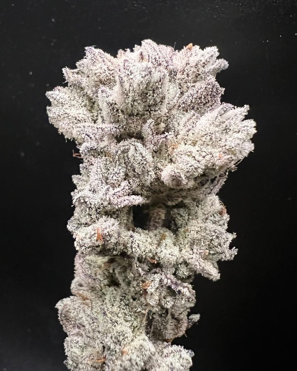 dutchseedsshopp's tweet photo. Nana Glue 🍁🍁🤤🤤
#CannabisCommunity https://t.co/onNhgMOmja