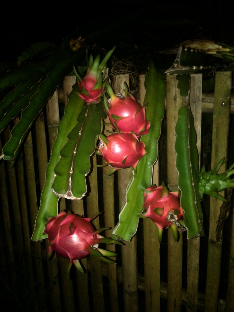 RomansaVlog's tweet photo. #Dragonfruite https://t.co/ZW25Q7O71u