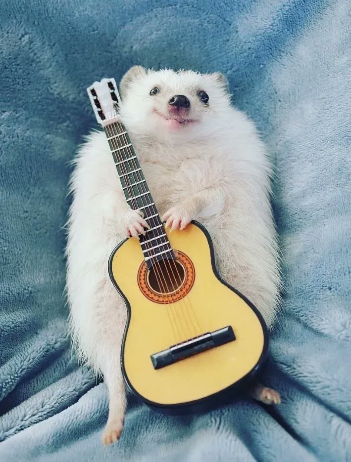 Cute Animals tweet media