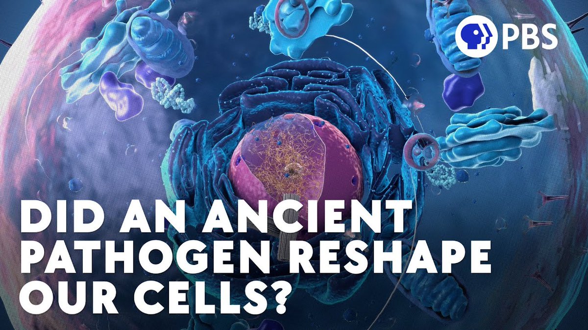 New episode! 20-30 million years ago, our ancestors stopped being like other mammals when they stopped producing a sugar molecule called "Alpha Gal." Is an ancient pathogen behind why our lineage ditched an otherwise universal feature of mammal biology?🤔

youtu.be/KT44K_MRyQc