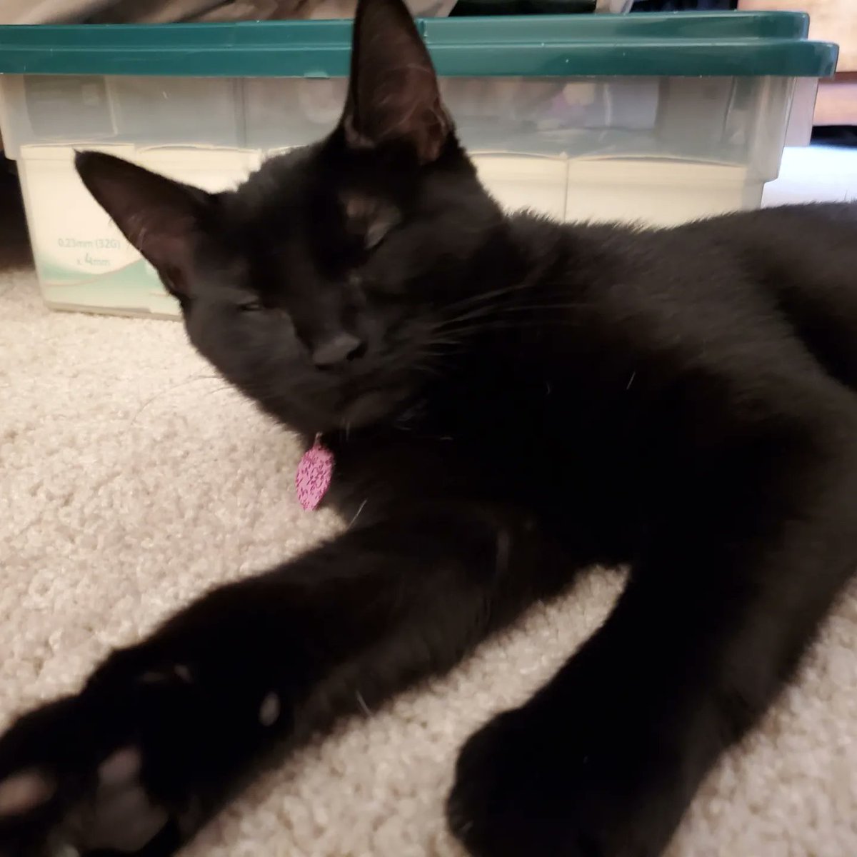 TigBittyKitty's tweet photo. #tbt to this cute kitten that can't hold her licker 😛😹😸 #tbt❤️ #cat #cats #kitten #blackcat #cutecat #CatsOfTwitter #CatsOnTwitter #Gato #gatos #tigbittykitty #housepanther #catlife #catlifestyle https://t.co/p2boVJxOmJ