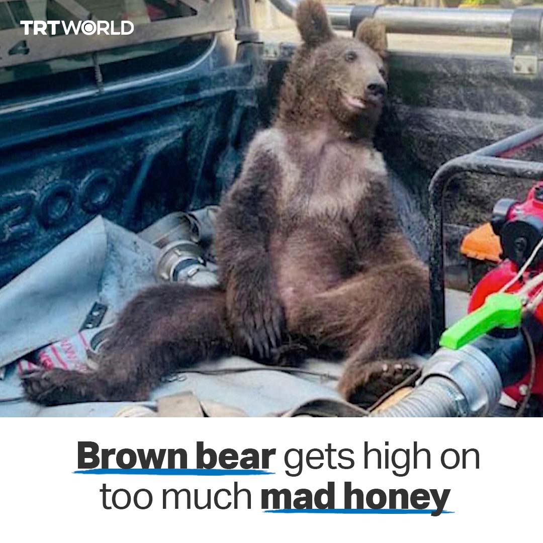 TRT World on Twitter "A brown bear cub got intoxicated after eating an(00)