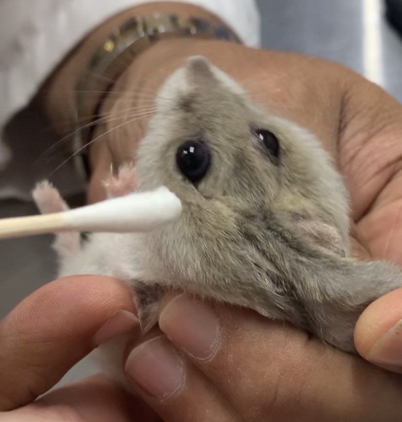biscuitandbippo's tweet photo. I like how professional examinations for hamsters involves the vet squeezing the life force out of them 😭 https://t.co/ij60aADJrH