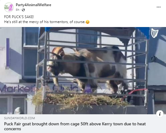 AnimalPartyIE's tweet photo. FOR PUCK'S SAKE!
He's still at the mercy of his tormentors, of course.😔https://t.co/FUOFrcvmvU
#BanPuckFair
#puckoff
#BoycottPuckFair
#PuckFair #PuckFair22 #KingPuck
#forpucksake
#banbloodsports https://t.co/evFsIOfwl6