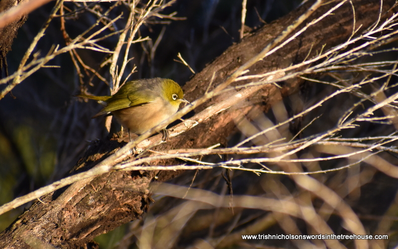 TrishaNicholson's tweet photo. Sun was barely up and Tauhou was foraging for breakfast in the kānuka already 💚
#birds #nature #NZNativeBirds in #TheFiveAcreForest https://t.co/2NmeoUAesC