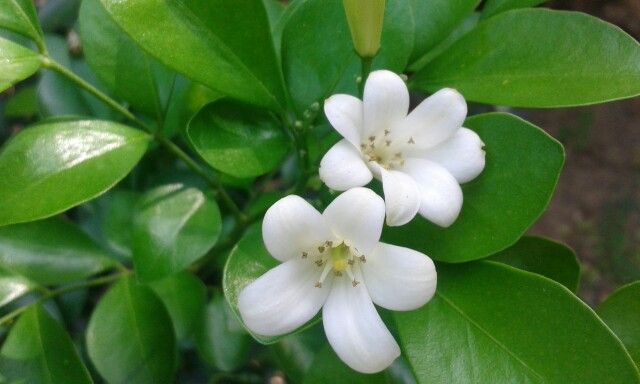 MariaMaryhala's tweet photo. 💧⛈️💧
#InviernoCR 🇨🇷
Llueve con la intensidad que
la madre natura manda.
La onda No.26 dice el IMN, la
llena de mañana dicen los
sabios campesinos.
Y yo digo, que es el invierno
más fuerte que en años he
visto.
Ya de mis manos brotan el
mirtos y gardenias 💐
#Aromasdelalma https://t.co/gIu9TEO8CY