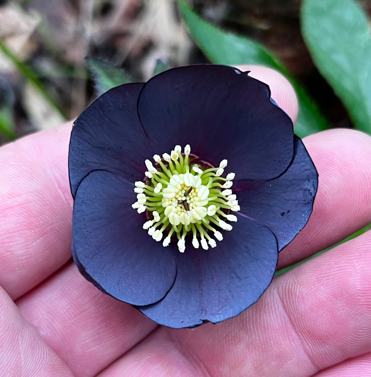 My darkest hellebore seedling. Black front and back! #hellebore #gardening #plantbreeding