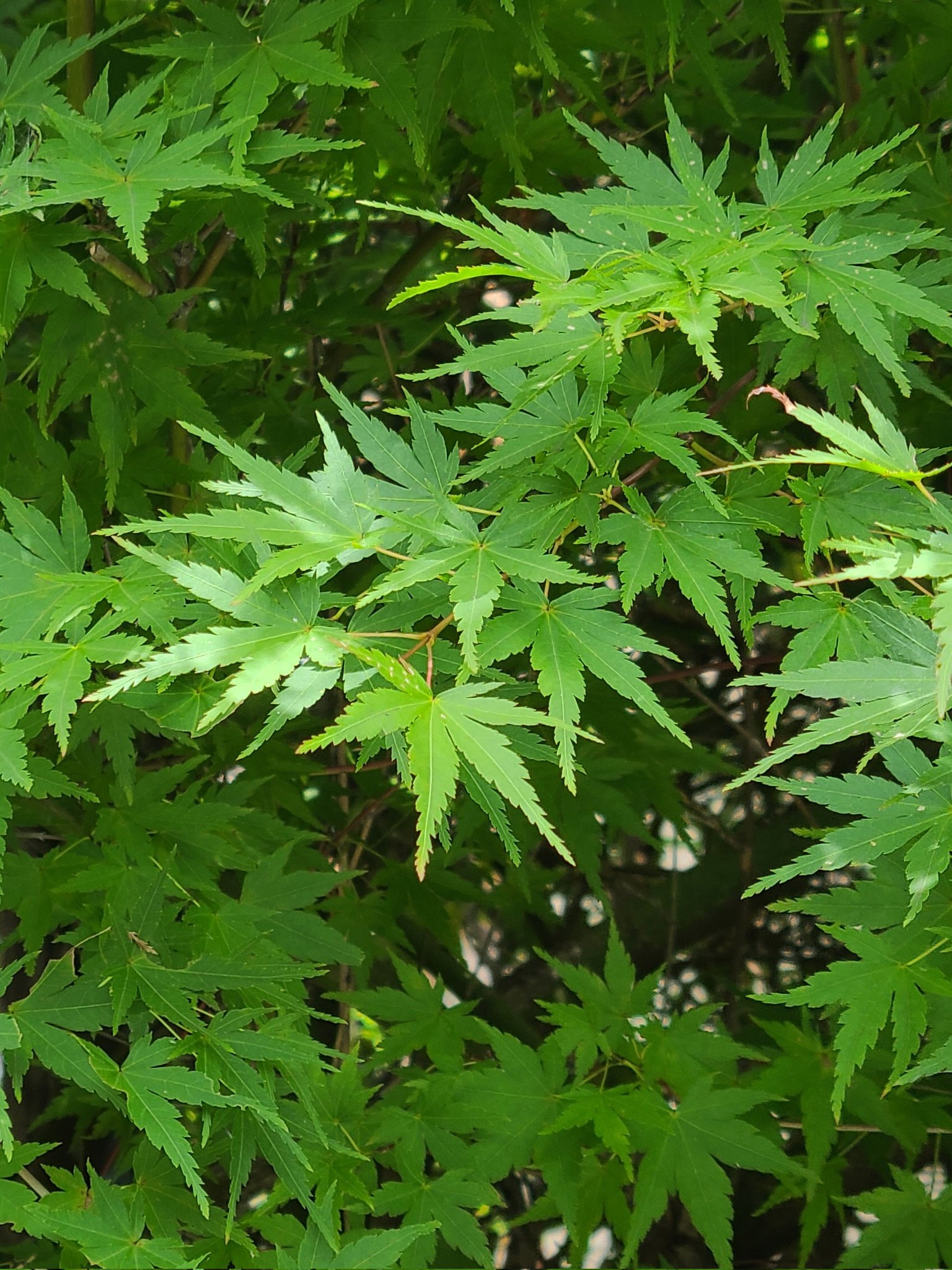 Sakyo Kan Mangosuchin24 Rlunlun ああやって手水鉢の中にあったら涼し気で癒されるもんね コロナで手水をしてない所も多いけど 花手水は本当にナイスアイデアだと思う Twitter