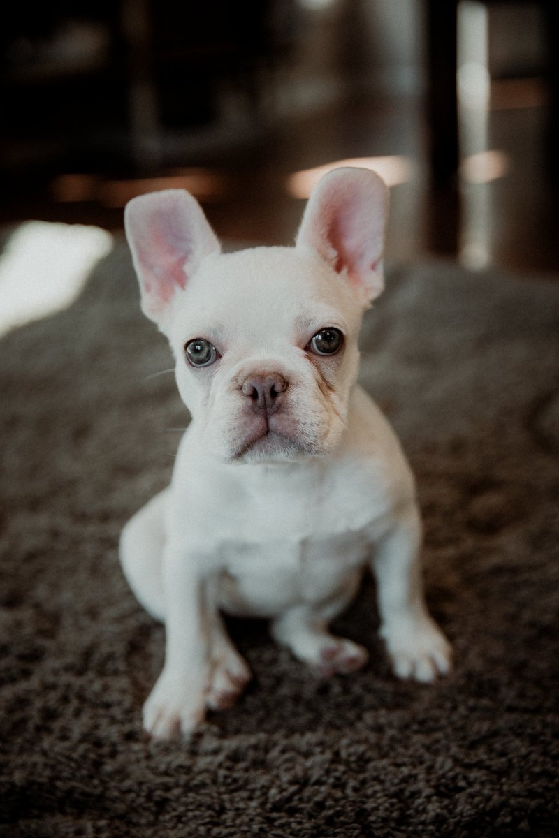 _tanyalyn's tweet photo. 10.5 months of ridiculous right here... #frenchie #mamma https://t.co/CUbuYpEoNK