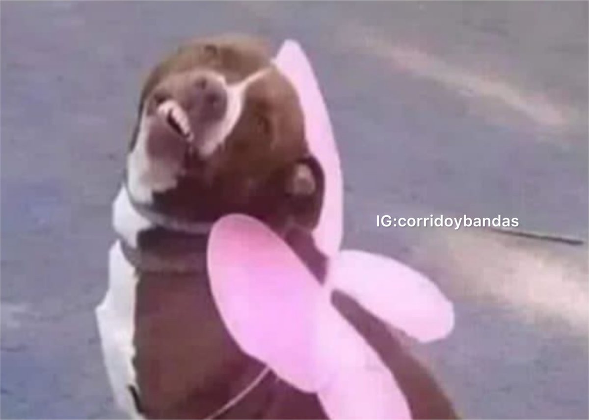 corridosybandas's tweet photo. La mariposa de mi estomago cuando me llega un mensaje tuyo. https://t.co/iiJPSYjmIa