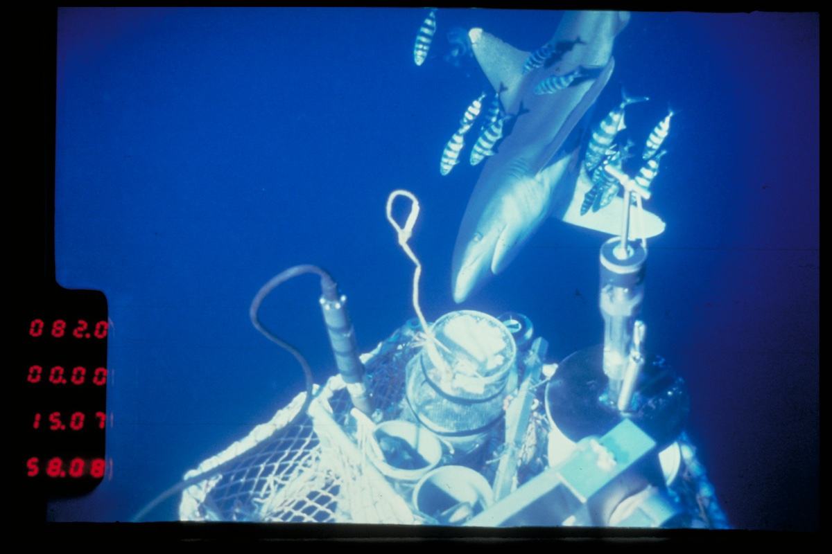 WHOI's tweet photo. #Throwback to 1979, #HOVAlvin Dive 915 on the #EastPacificRise: a curious #shark and his entourage of #pilotfish check out what’s cooking in Alvin’s science basket! Can you imagine watching from inside the sub?!
@NSF @USNavyResearch @NOAAResearch @unols https://t.co/LnMKRl76Gr