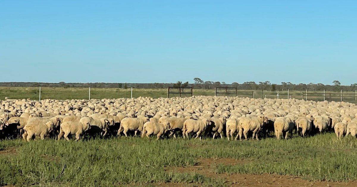 Small stock producers in Queensland are about to reap the value-added benefits from the National Wild Dog Action Plan after decades of proactive and collaborative nil tenure wild dog management.

Read more &gt;&gt; wilddogplan.org.au/media_release/…

#sheep #wool #agriculture #NWDAP