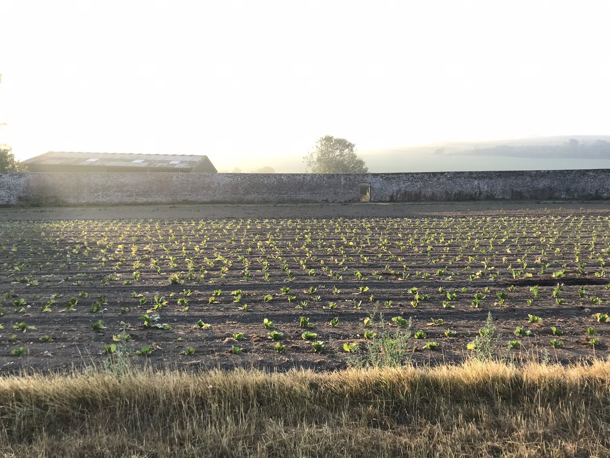 The sun just reaching the recently planted radicchio inside the walled garden