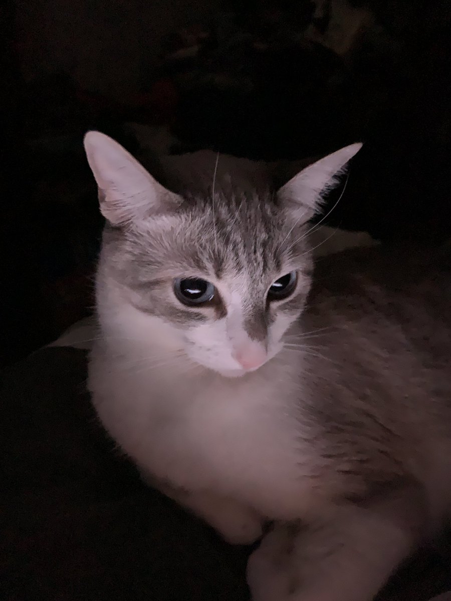 manguitouu's tweet photo. Sin luz todavía, pero los 3 bien de chill. #sendLuz #kieroMiMainkra #coolCats https://t.co/4yMfb8NOnY